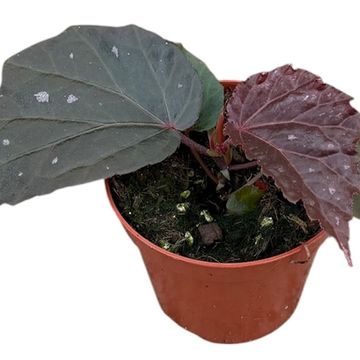 Begonia 'Black Cat'