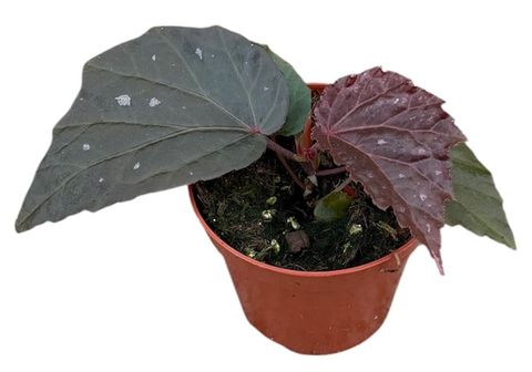 Begonia 'Black Cat'