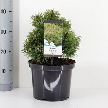 Pinus mugo 'Mops'