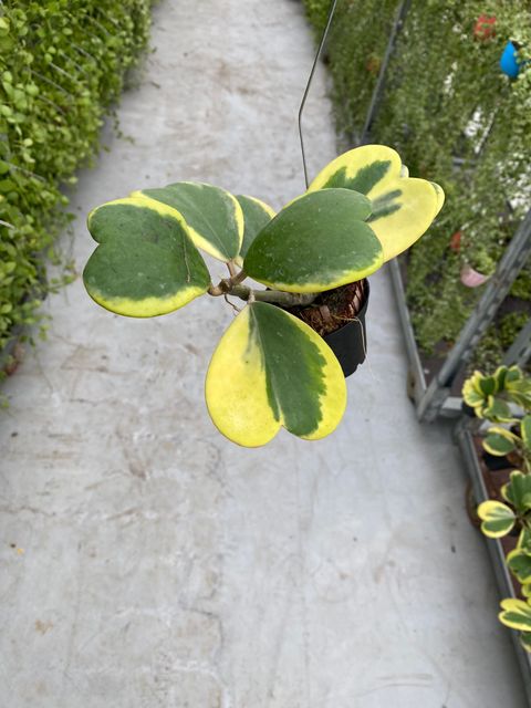 Hoya kerrii 'Variegata'