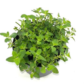 Nepeta 'Walker's Low'