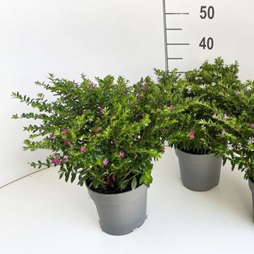 Cuphea hyssopifolia FLORIGLORY MIX