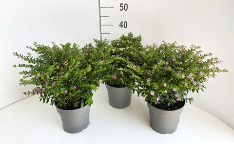 Cuphea hyssopifolia FLORIGLORY MIX