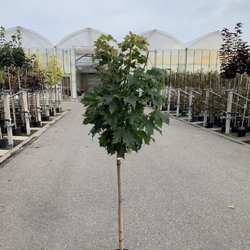 Acer platanoides 'Globosum'