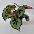 Begonia masoniana 'Mountain'