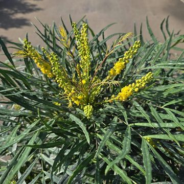 Mahonia eurybracteata 'Soft Caress'
