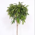 Ficus binnendijkii 'Amstel King'