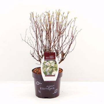 Potentilla fruticosa CRÈME BRULÉE