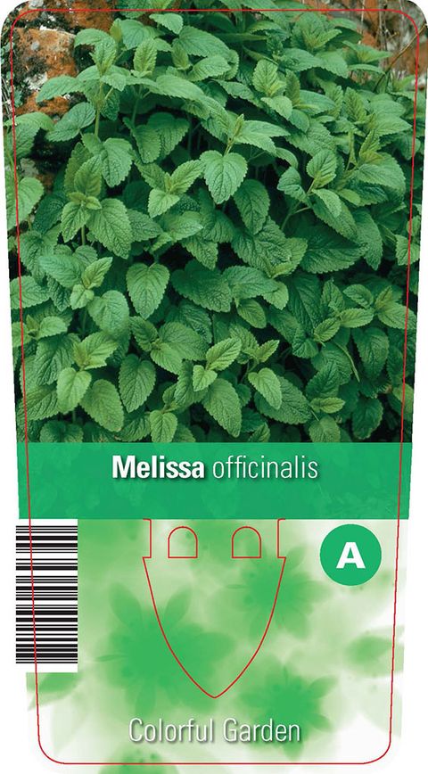 Melissa officinalis