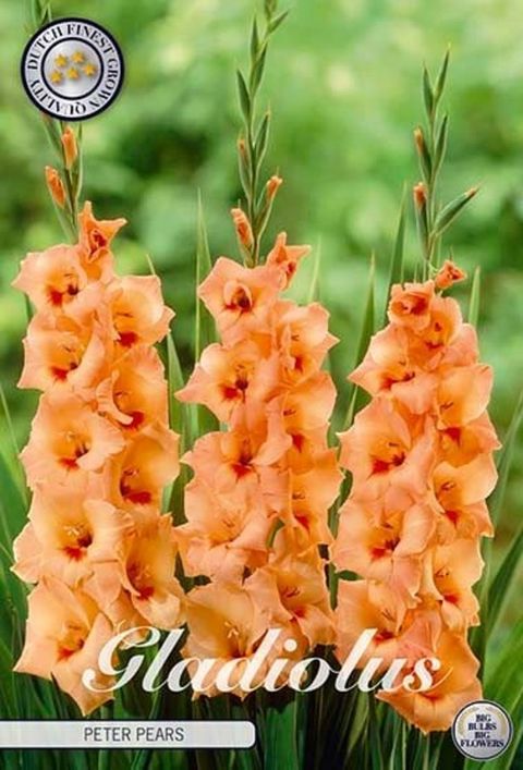 Gladiolus 'Peter Pears'
