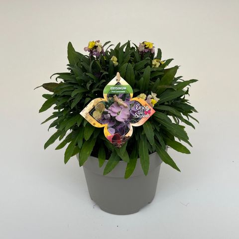 Erysimum WALLART PINK LEMONADE