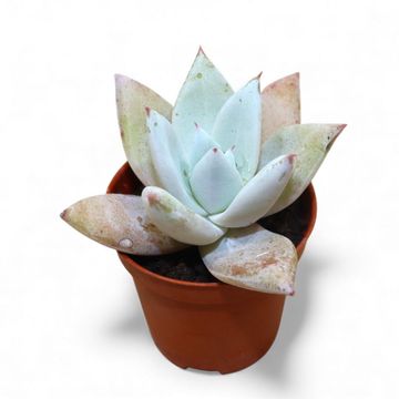 Echeveria colorata 'Mexican Giant'