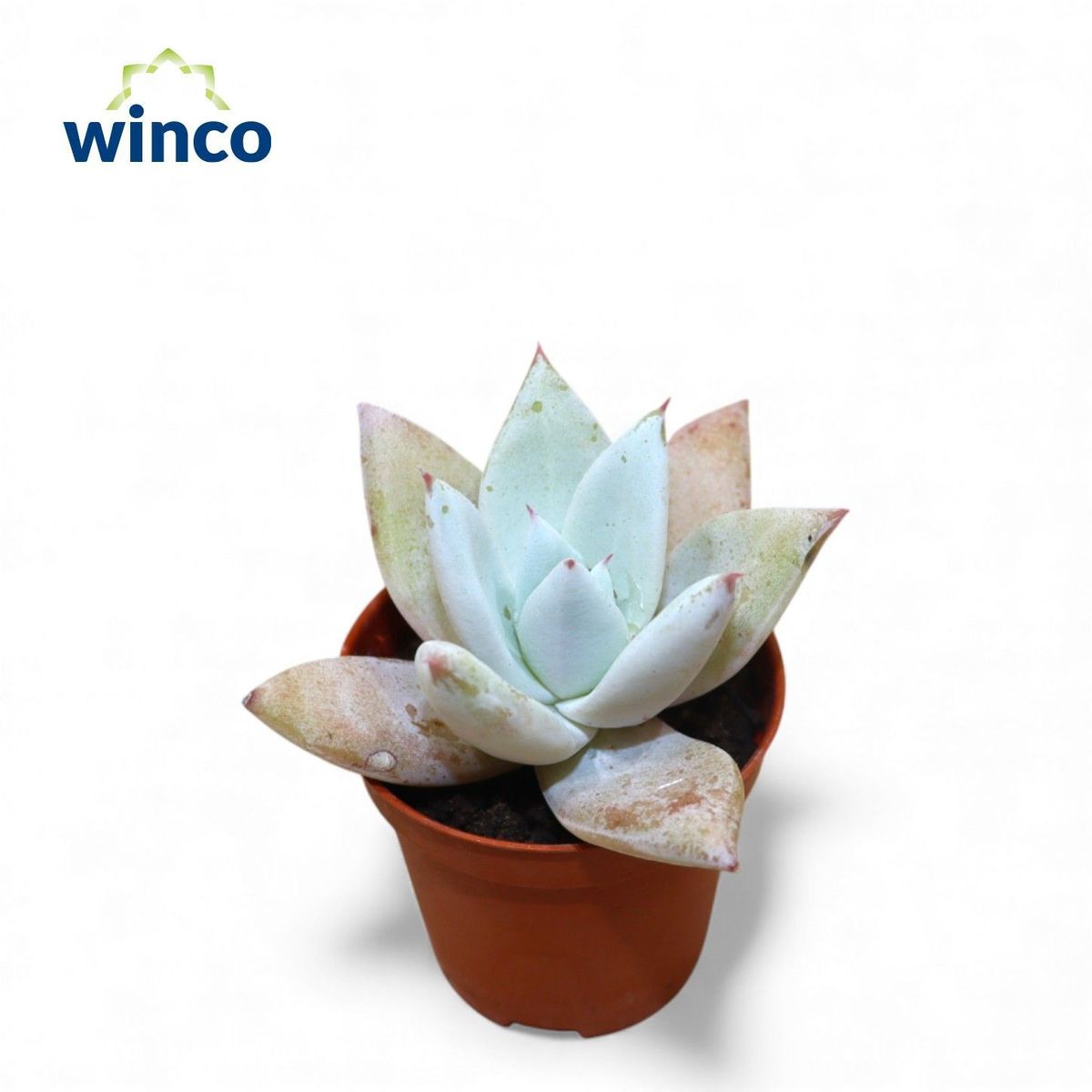 Echeveria colorata 'Mexican Giant' — Plant Wholesale FlorAccess