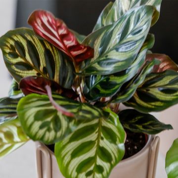 Calathea makoyana