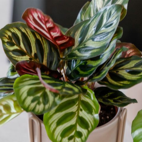 Calathea makoyana