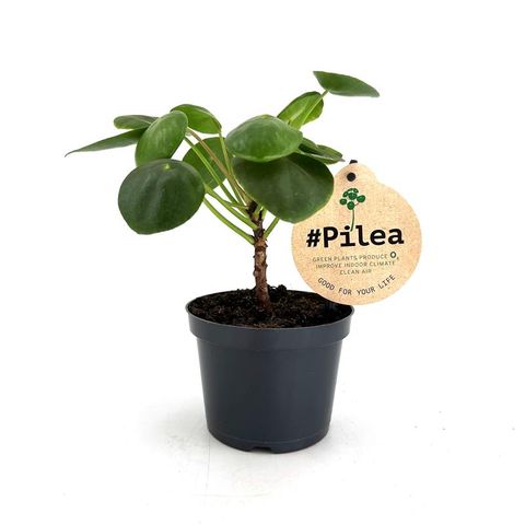 Pilea peperomioides