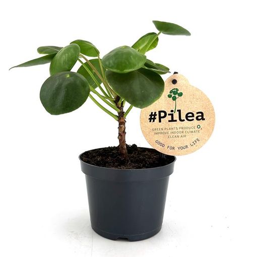 Pilea peperomioides