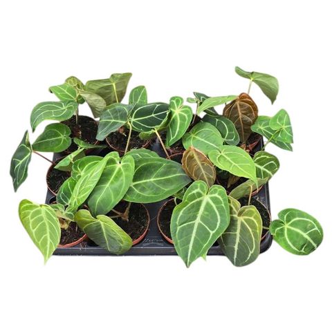 Anthurium MIX