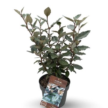 Elaeagnus x ebbingei 'Compacta'