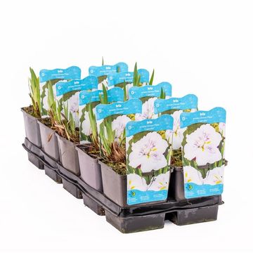 Iris ensata DINNER PLATE CUPCAKE