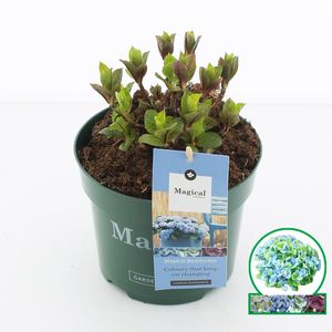 Hydrangea macrophylla MIX (Jong Plant BV, De)