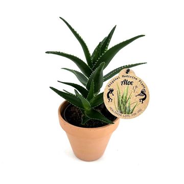 Aloe mitriformis