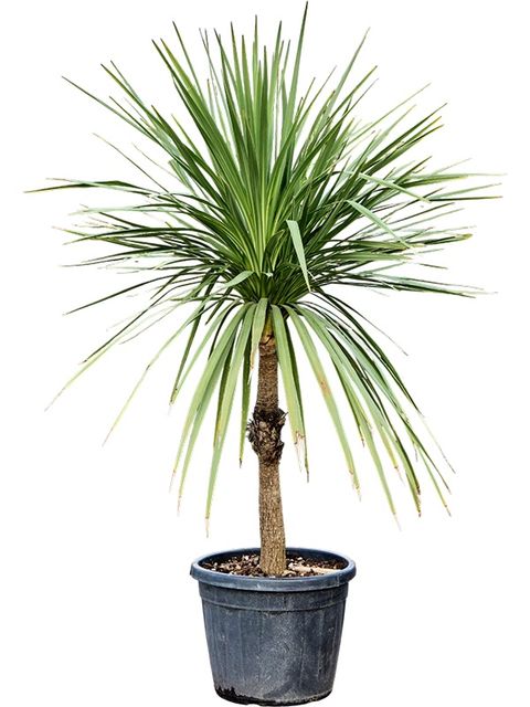 Cordyline indivisa