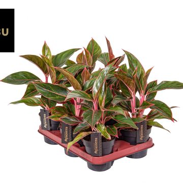 Aglaonema 'Jungle Red'