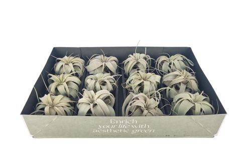 Tillandsia xerographica