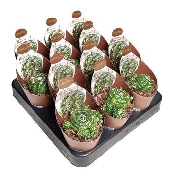 Notocactus uebelmannianus mostruosa