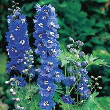 Delphinium 'Blue Bird'
