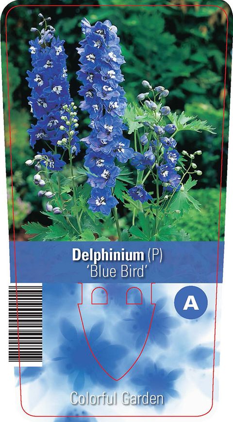 Delphinium 'Blue Bird'