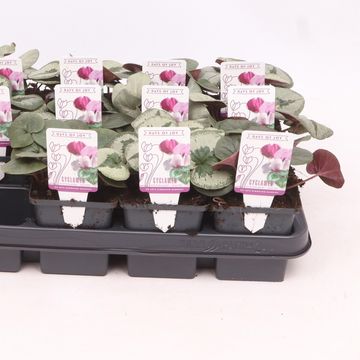 Cyclamen coum MARBLED LEAF MIX