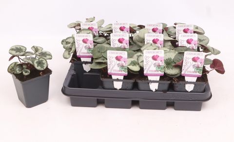 Cyclamen coum MARBLED LEAF MIX