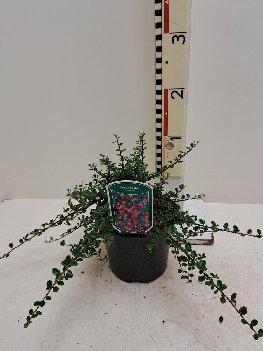 Cotoneaster microphyllus — Plant Wholesale FlorAccess