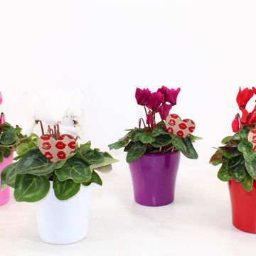 Cyclamen persicum SUPER SERIE S ALLURE MIX