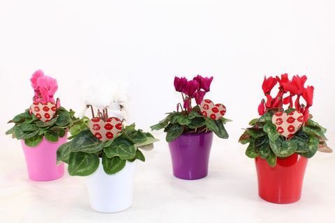 Cyclamen persicum SUPER SERIE S ALLURE MIX