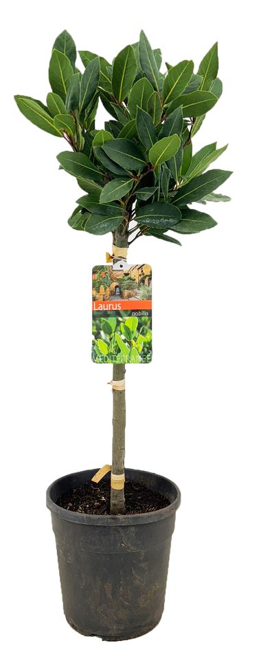 Laurus nobilis