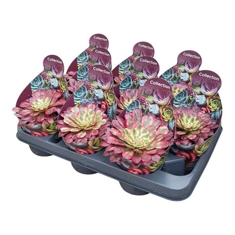 Aeonium 'Mardi Gras'