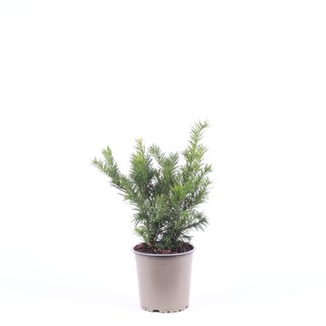 Taxus baccata 'Repandens'