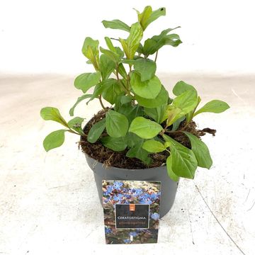 Ceratostigma plumbaginoides