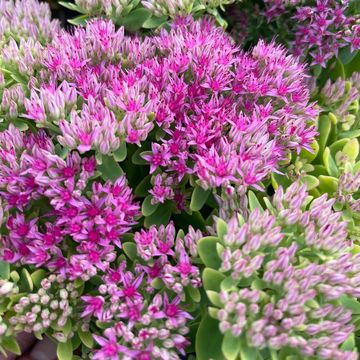 Sedum spectabile 'Hot Stuff'