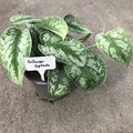 Scindapsus 'Silver Splash'