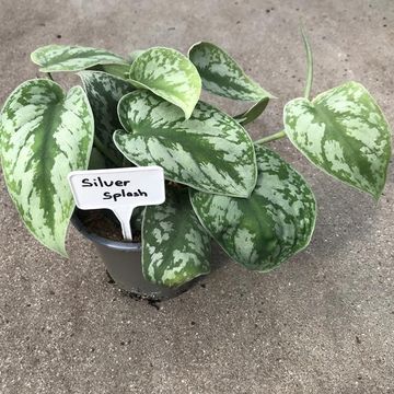 Scindapsus 'Silver Splash'