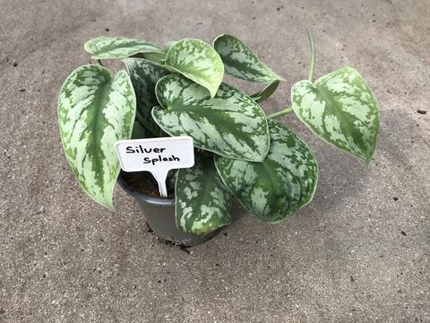 Scindapsus 'Silver Splash'