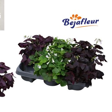 Oxalis MIX