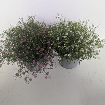 Gypsophila muralis GYPSY MIX