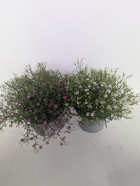 Gypsophila muralis GYPSY MIX