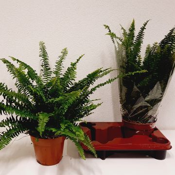 Nephrolepis exaltata 'Green Lady'