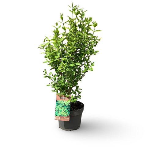 Ligustrum ovalifolium 'Aureum'